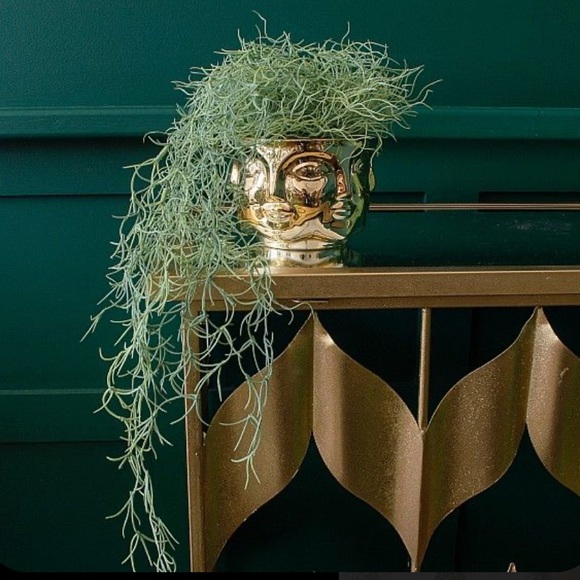 🌍5 lbs. real Air Plants OrganicReal  Live Spanish Moss Extra Long Rare C… - Picture 3 of 17